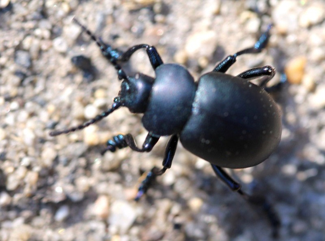 Timarcha tenebricosa