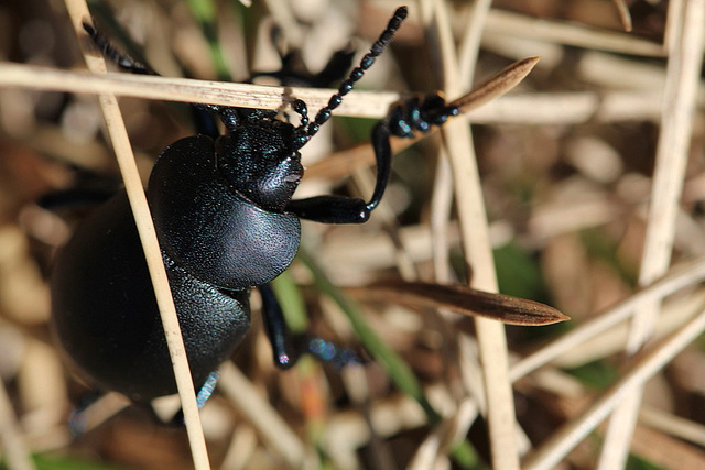 Timarcha tenebricosa