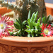 Delosperma dyeri red mountain