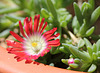 Delosperma dyeri red mountain