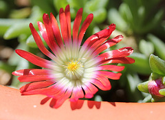 Delosperma dyeri red mountain