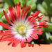 Delosperma dyeri red mountain