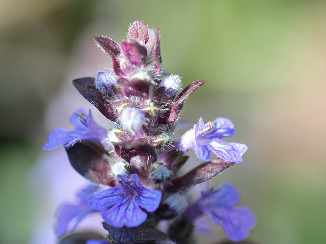 Ajuga reptans- inflorescence