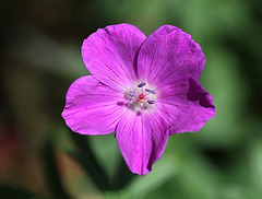 Geranium sanguin fleur