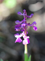 Orchis morio