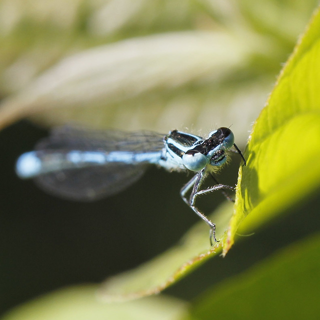 Demoiselle