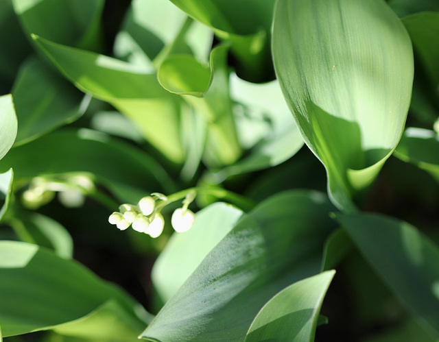 Muguet