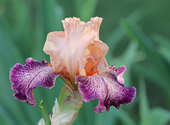 Iris Secert Melody