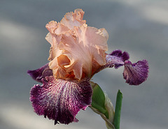 Iris Secret Melody