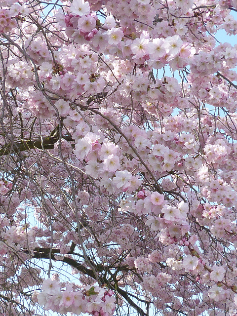 Japanische Zierkirschenblüte