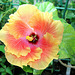 Hibiscus rosa-sinensis 'Georgia's Pearl