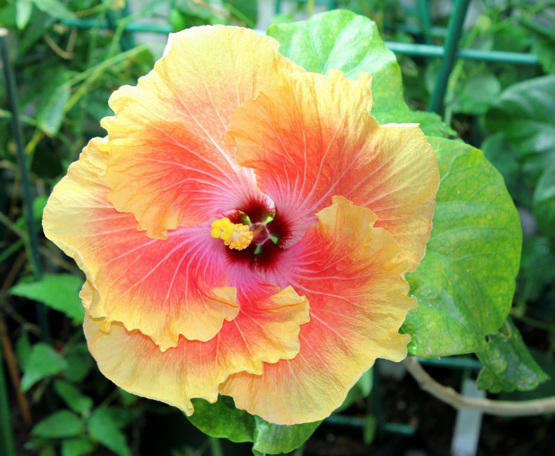 Hibiscus rosa-sinensis 'Georgia's Pearl