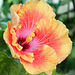 Hibiscus rosa-sinensis 'Georgia's Pearl