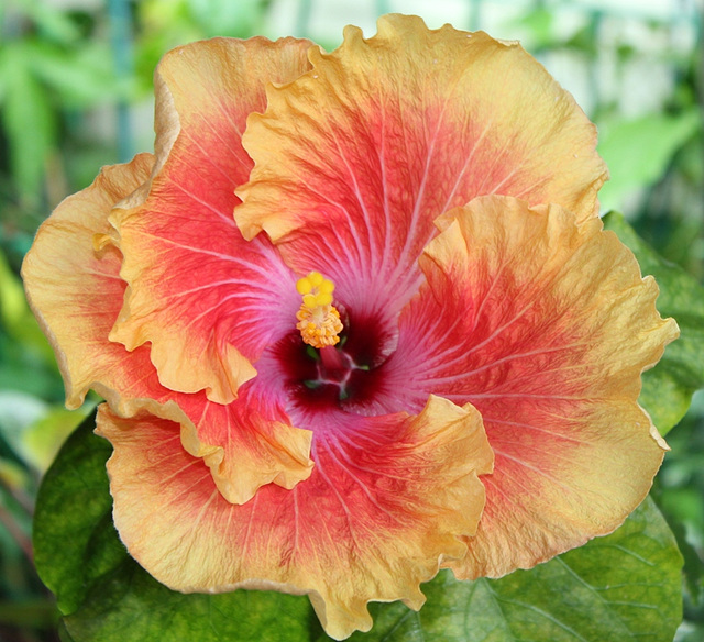 Hibiscus rosa-sinensis 'Georgia's Pearl