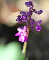 Orchis morio