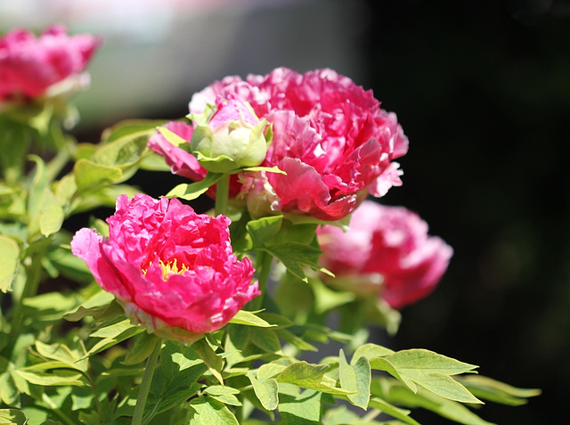 Pivoine arbustive double