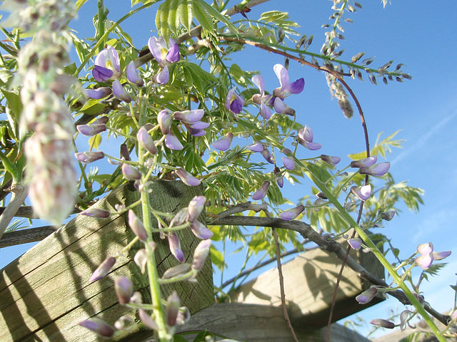 glycine P4101138