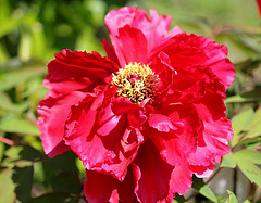 Pivoine arbustive carmin