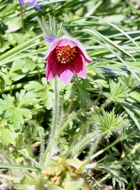 Anemone pulsatille