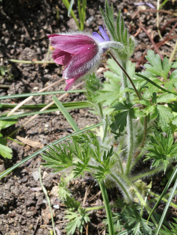 Anemone pulsatille