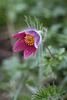 Anemone pulsatille