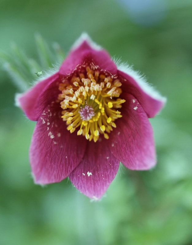Anemone pulsatille
