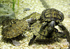 Wasserschildkröten