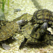 Wasserschildkröten