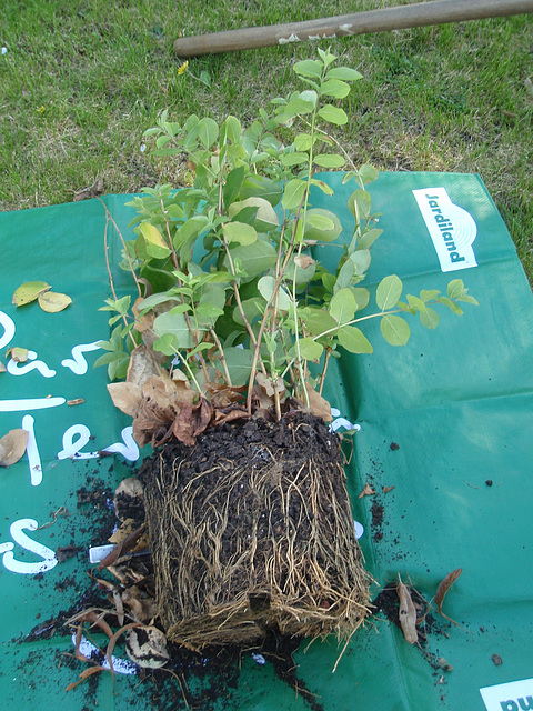 lonicera fragantissima P4101134