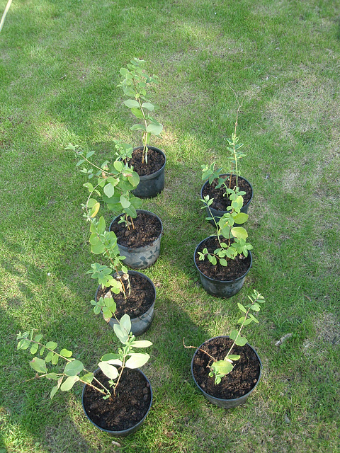 lonicera fragantissima P4101137