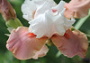 Sugar Magnolia (2)
