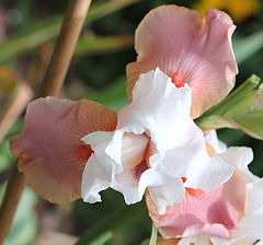 Sugar Magnolia (3)