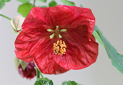 Abutilon