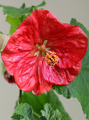 abutilon ouvert