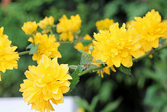 Kerria japonica