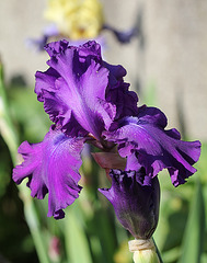 Iris Master Touch