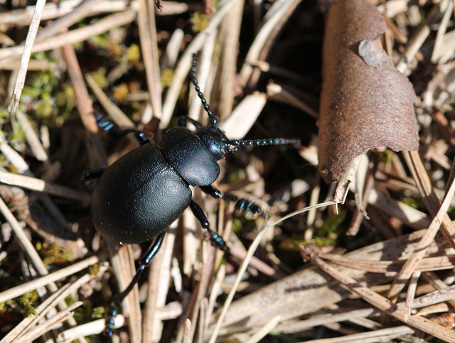 Timarcha tenebricosa