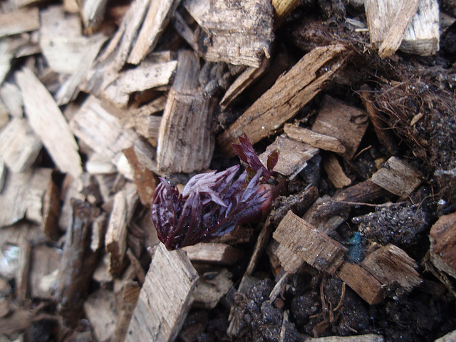 Cimicifuga racemosa atropurpurea P3120789