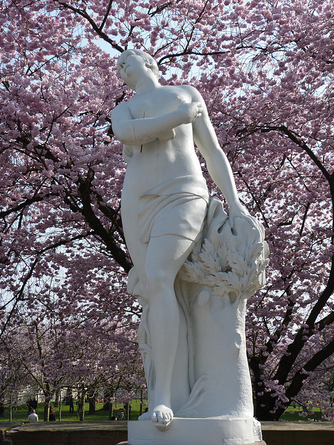 Japanische Zierkirschenblüte