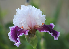 Iris Ringo 2