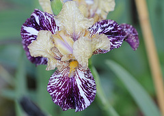 Iris Gnus Flash