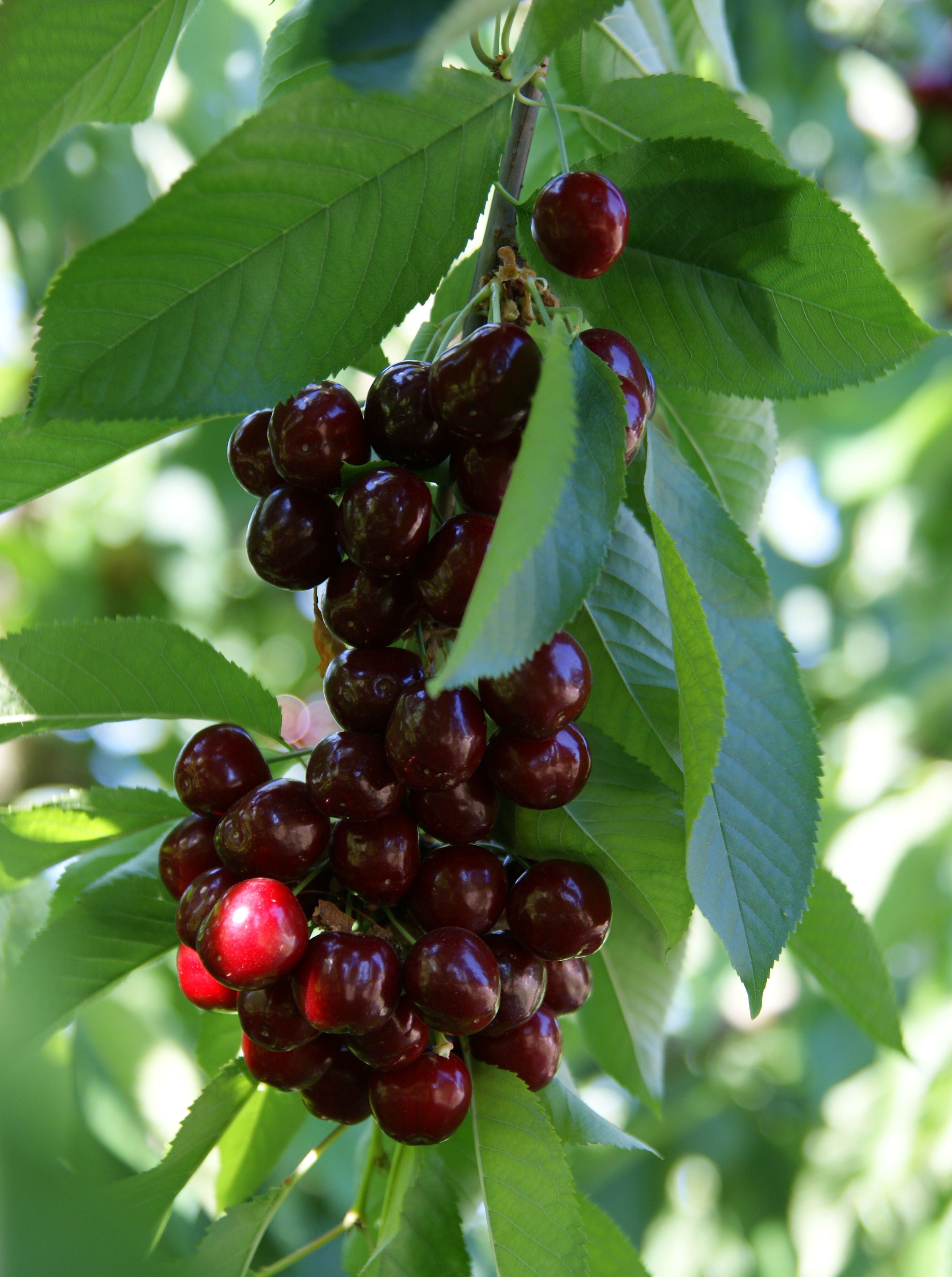 Cerises