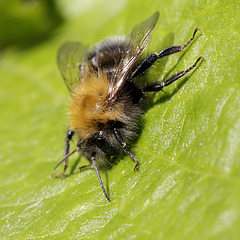 Bombus