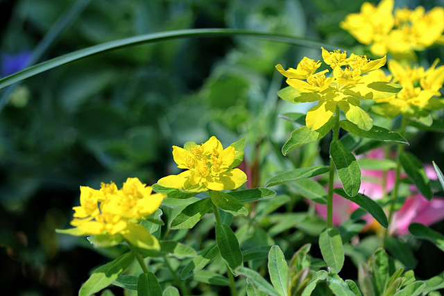 Euphorbia polychroma