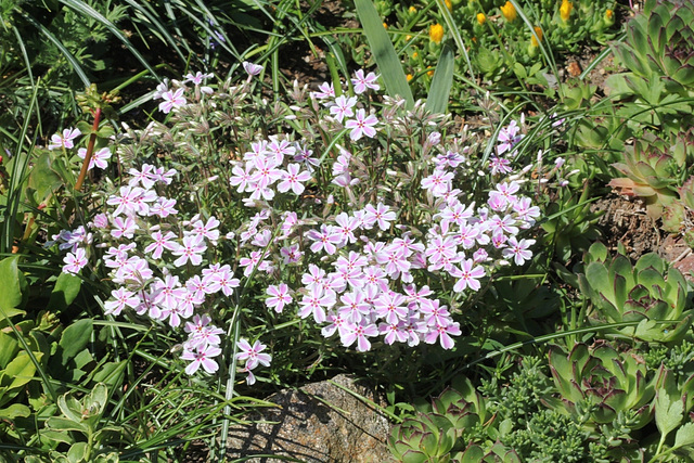 Phlox-mousse