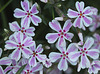 Phlox-mousse