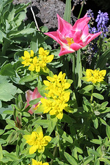 Euphorbe et tulipe