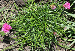 Armeria maritima