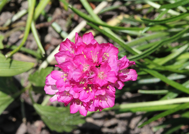 Armeria maritima