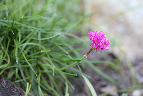 Armeria maritima